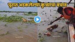 मानवतेला सलाम! सोलापूरच्या पुरात अडकलेल्या कुत्र्याचा कसा केला बचाव पाहाच; Video पाहून तुम्हीही व्हाल भावूक
