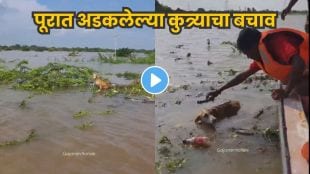 Dog rescued from floodwaters
