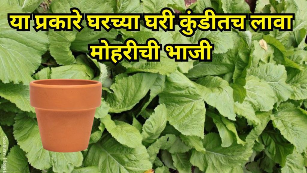 Fresh mustard greens growing in a home garden pot, healthy leafy vegetables ready to harvest