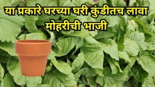 Fresh mustard greens growing in a home garden pot, healthy leafy vegetables ready to harvest