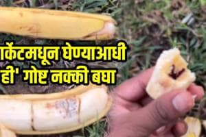 Which banana is the original