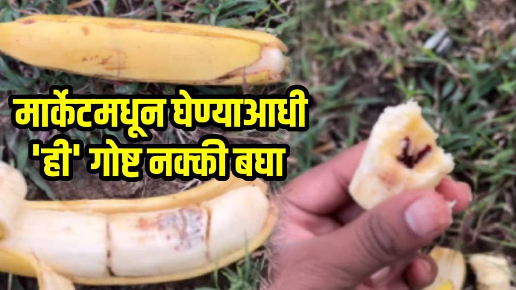 Which banana is the original