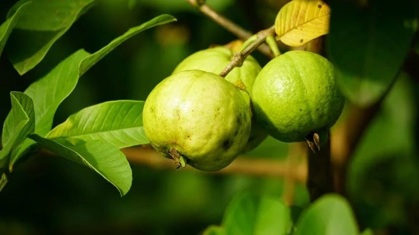 these five types of people should not eat guava know its side effects and risks