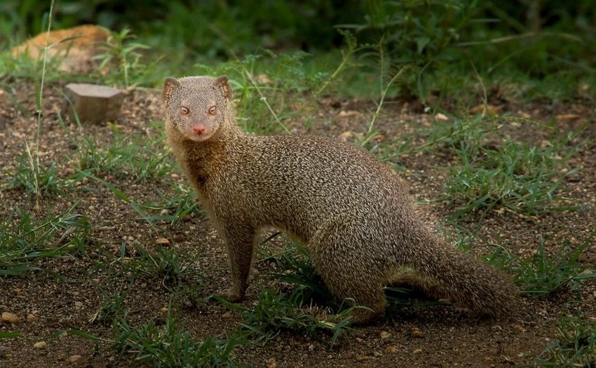 why do snakes fight with mongooses science explained