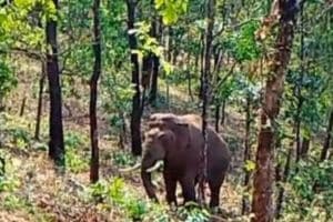 Wild elephant Omkar moves from Sindhudurg to Goa near Manohar International Airport forests