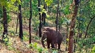 Wild elephant Omkar moves from Sindhudurg to Goa near Manohar International Airport forests