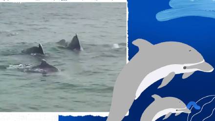 World Dolphin Day Lecture organized by CSMVS