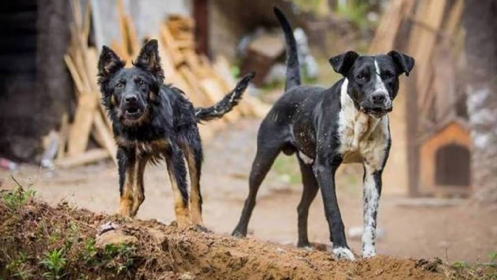 World Rabies Day 2025 deaths challenges in maharashtra