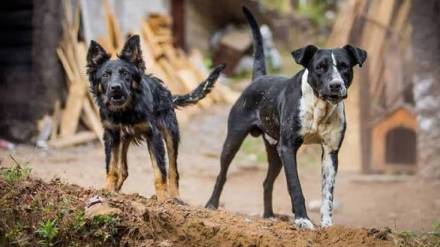 World Rabies Day 2025 deaths challenges in maharashtra