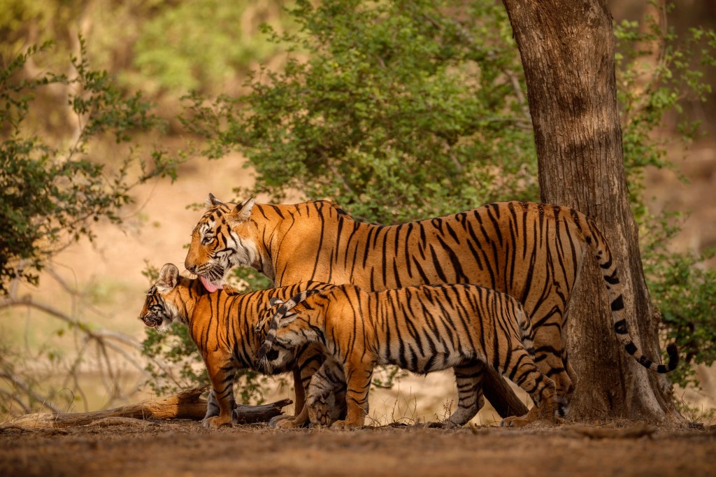 tadoba andhari tiger reserve offers locals jungle safari gypsy in rs 5 000