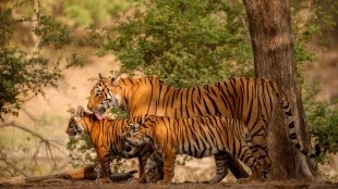 tadoba andhari tiger reserve offers locals jungle safari gypsy in rs 5 000