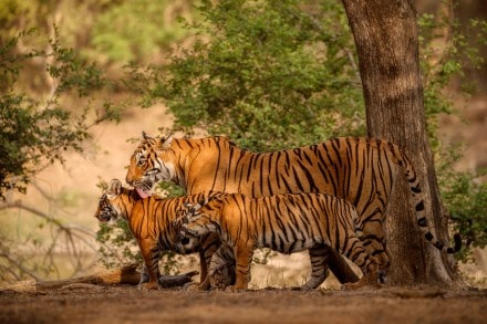 tadoba andhari tiger reserve offers locals jungle safari gypsy in rs 5 000