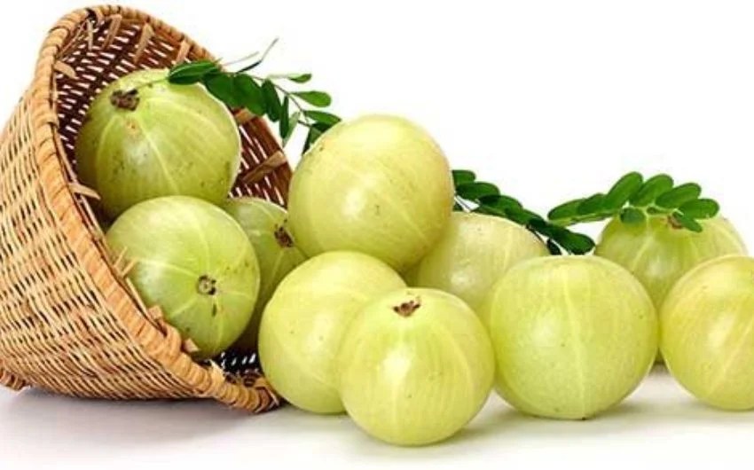 8 amla recipes to boost your immunity in marathi