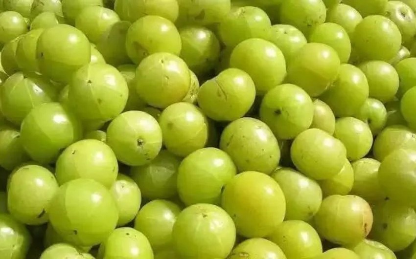 8 amla recipes to boost your immunity in marathi