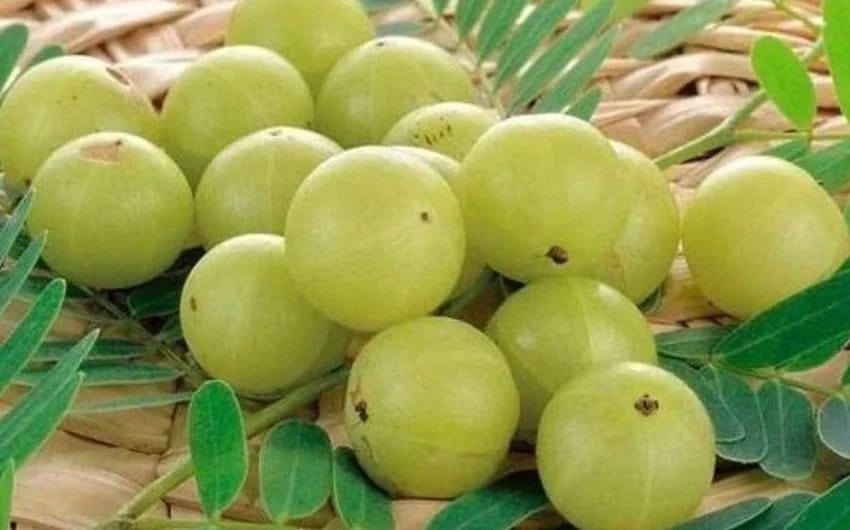 8 amla recipes to boost your immunity in marathi