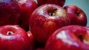 Heavy rains halt arrival of local apples from Kashmir