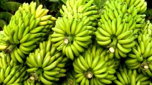 banana market falls again despite festival demand farmers distressed jalgaon