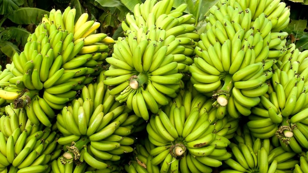 banana prices fall sharply due to traders unity in Jalgaon