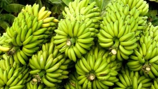 banana prices fall sharply due to traders unity in Jalgaon