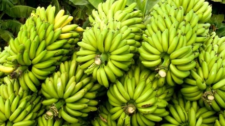 banana prices fall sharply due to traders unity in Jalgaon