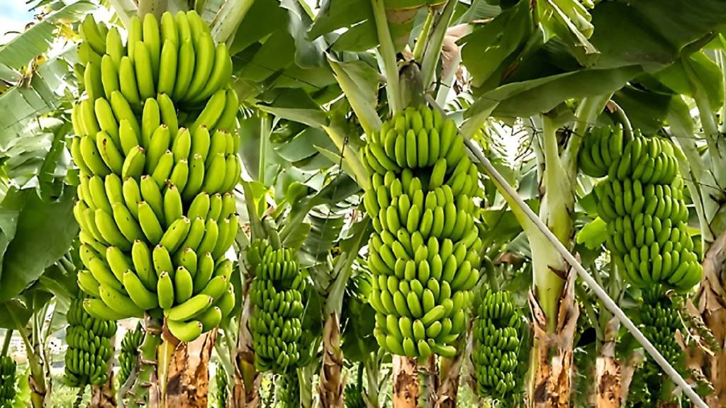 improvement in the price of bananas... an increase of Rs. 400 per quintal