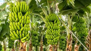 improvement in the price of bananas... an increase of Rs. 400 per quintal