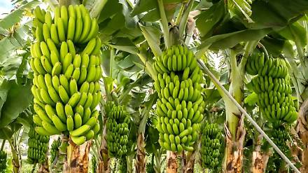 improvement in the price of bananas... an increase of Rs. 400 per quintal