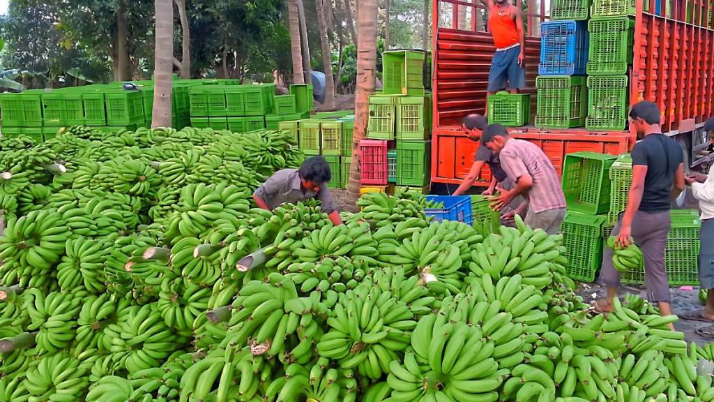 Raver Market Committee Banana prices now down to Rs 1200 Jalgaon news |