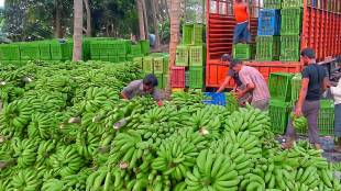 Raver Market Committee Banana prices now down to Rs 1200 Jalgaon news |