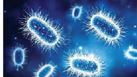Bioluminescence marine terrestrial organisms Green Fluorescent Protein discovery revolutionizes molecular biology