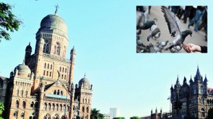 bmc cracks down on pigeon menace masjid area mumbai