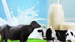 मराठवाडा, विदर्भासाठी दूरगामी परिणाम करणारा निर्णय! वाचा, दुग्ध विकास प्रकल्पाच्या दुसऱ्या टप्पातील बदल…