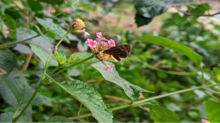 Citizens Invited to Capture Butterflies in Mumbai Nature Contest