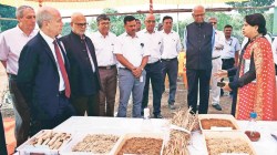 सूक्ष्म जैवतंत्रज्ञानातून शाश्वत विकास