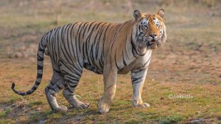 how many tigers in india