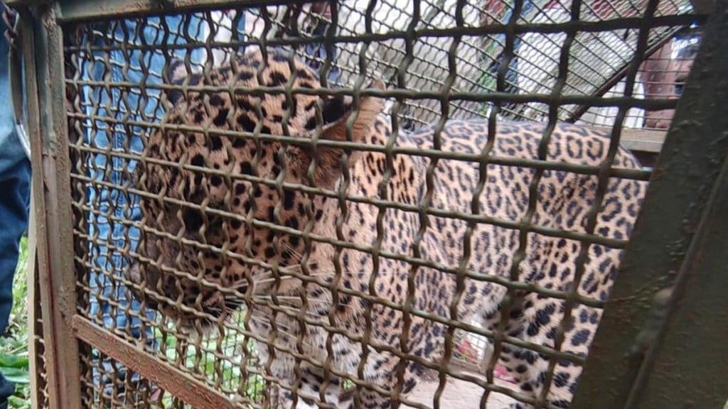 sangameshwar sadavali injured leopard caged