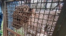 संगमेश्वर साडवली येथे जखमी अवस्थेत असलेल्या बिबट्याला पकडले
