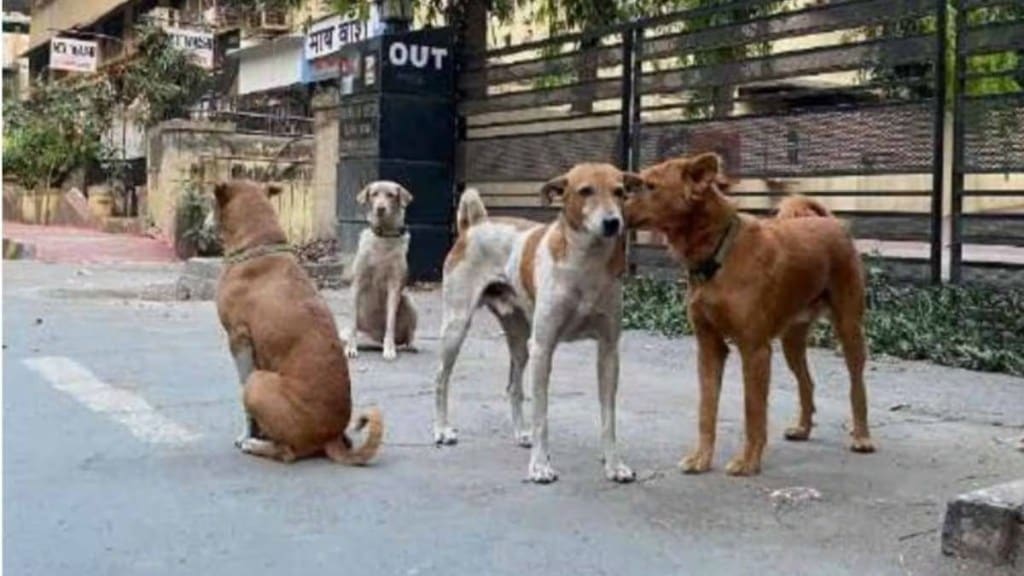 stray dogs news in marathi