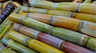 sugarcane farmers problems loksatta