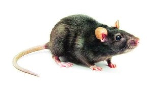 rats on patient beds in cooper hospital