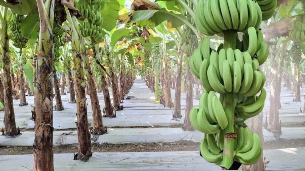 Amravati market banana prices fall