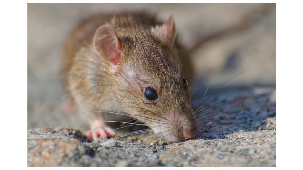 rat bite two woman in cooper hospital
