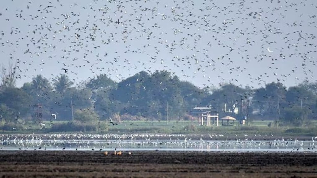 wetlands in Maharashtra news loksatta