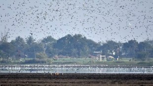 wetlands in Maharashtra news loksatta