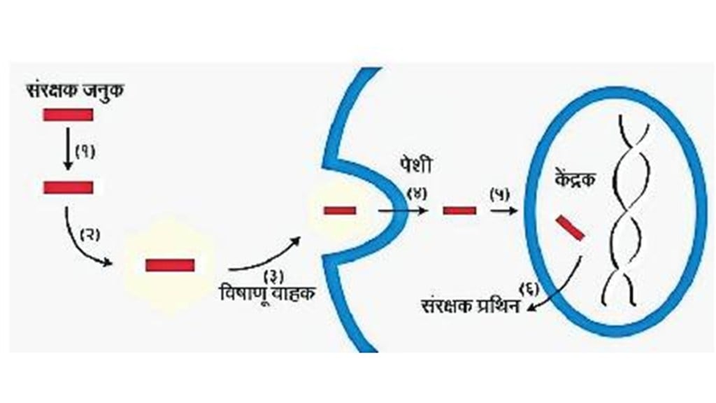 gene therapy kutuhal article