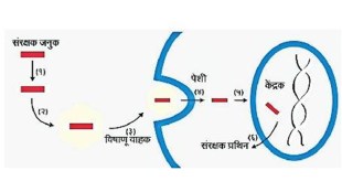 gene therapy kutuhal article