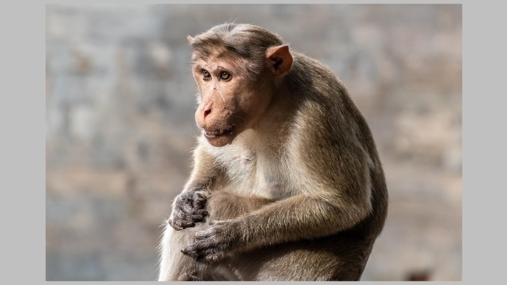 surgery saves baby monkey s life
