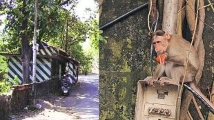 yeoor forest tourists giving hazardous food to animals