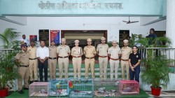 कर्जतमधून चोरीला गेलेले आफ्रिकन ग्रे पॅरेट, ब्लू गोल्ड मकाव चेन्नईत सापडले…