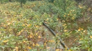 akola cotton bolls turned black
